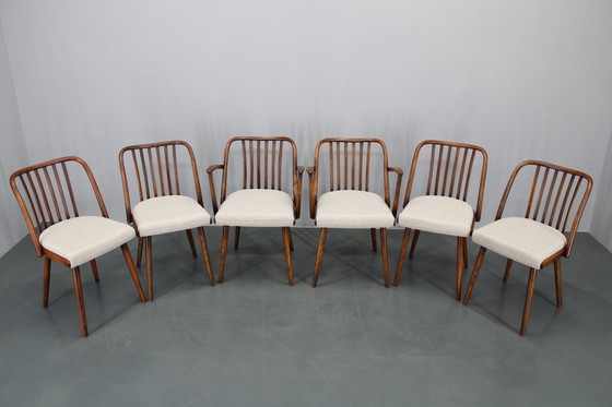 Image 1 of 1960 Antonin Suman Ensemble de six chaises de salle à manger en hêtre, restaurées