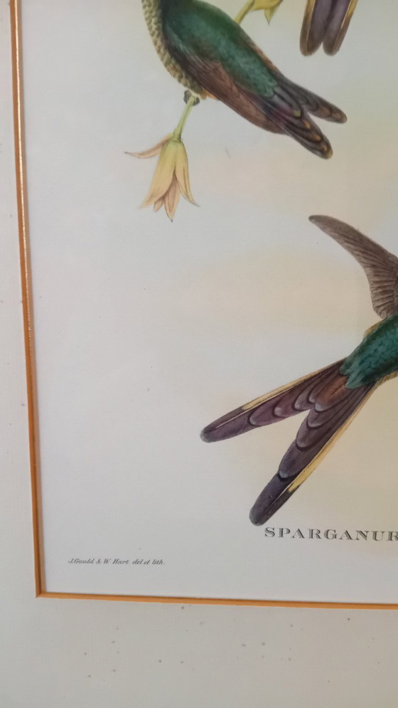 Image 1 of John Gould, Sparganura Glyceraia