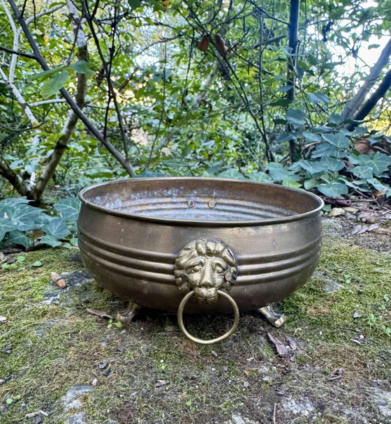 Jardinière leone in ottone del XIX secolo – Vasi per piante, Brass (photo 7 of 7)