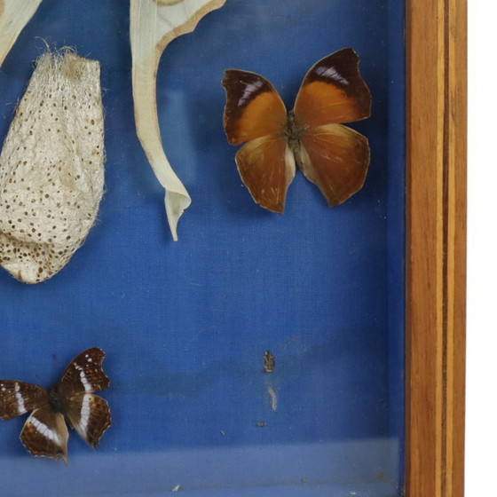 Butterfly collection in wooden frame, Wall decoration, Other, Brown, Vintage (photo 7 of 10)
