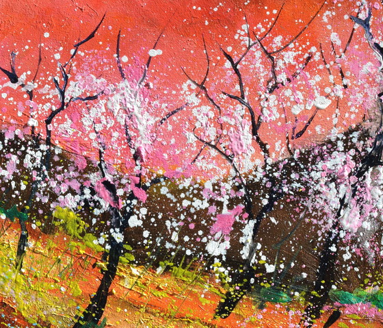 Image 1 of Blühende Kirschbäume