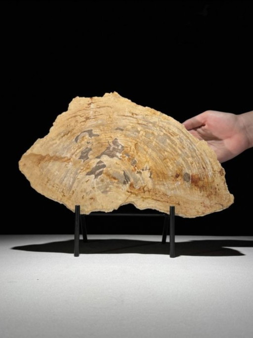 Bois fossilisé de Sooka, fabrication sur mesure standard (neuf)