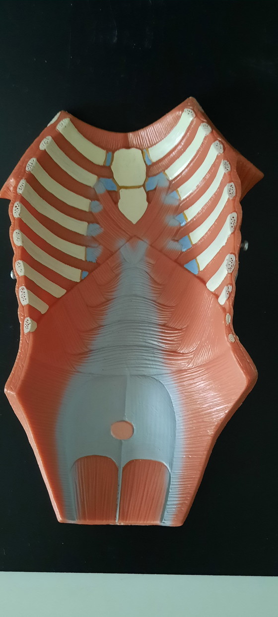 Image 1 of Modello anatomico d'epoca del corpo umano