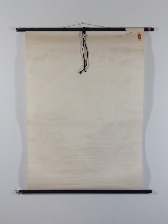 Image 1 of Vintage roll-up map, teaching aid, biology, nightshade plant, wall map