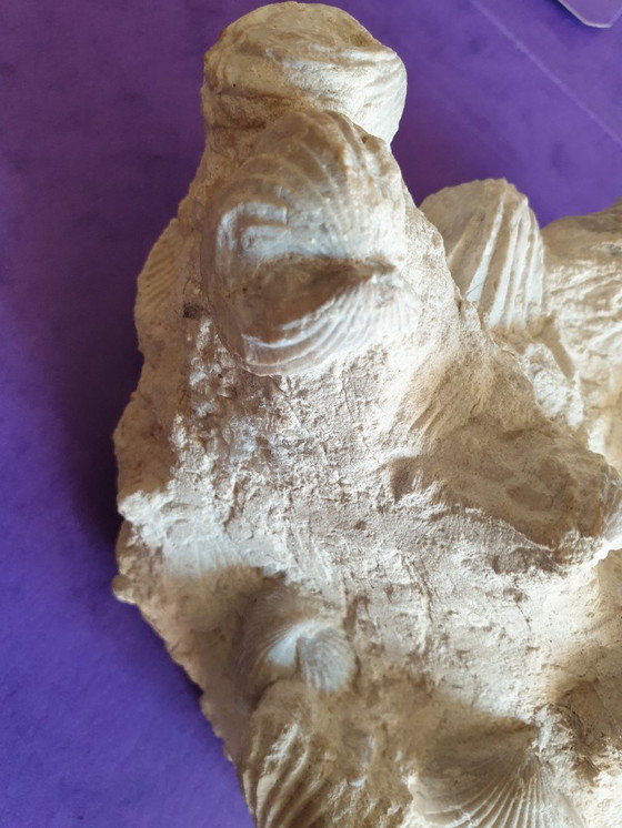 Image 1 of Bed of Upper Cretaceous bivalve fossils