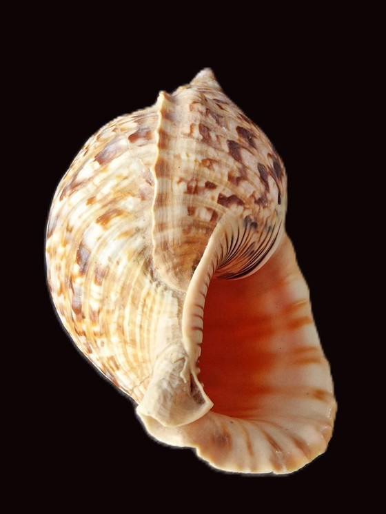 Image 1 of Grande corno di tritone - Conchiglia di tritone - Charonia tritonis - 33 cm
