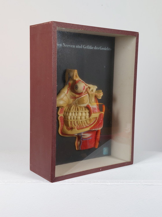 Image 1 of Medical wax model, Hygiene Museum Dresden, teaching model, display case, facial nerves