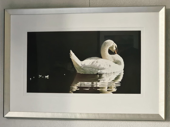 Image 1 of Impression giclée à l'aquarelle « Losing Feathers » de Renso Tamse