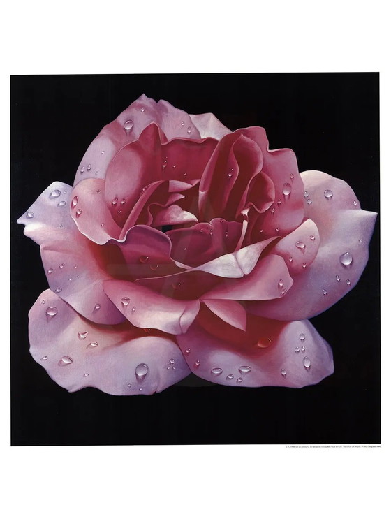 Image 1 of La Magie de la Rose - Campana, Franco - Rose rose - Tirage d'art