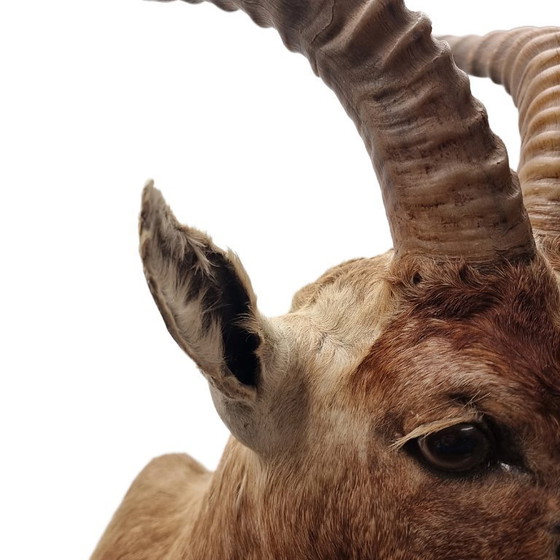 Image 1 of Mounted African blesbok antelope, 1980s/90s
