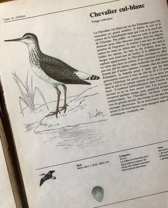 Image 1 of Illustrations of European birds
