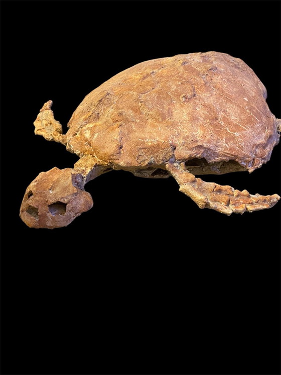 Image 1 of Scultura fossile di tartaruga