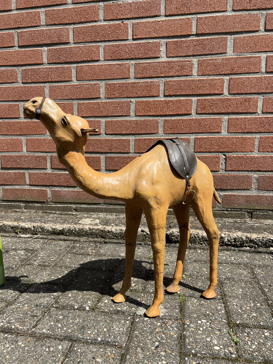 Image 1 of Kamel aus Ägypten