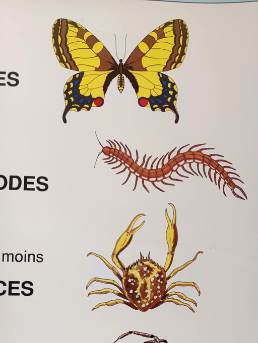 Vintage poster for schools Invertebrates