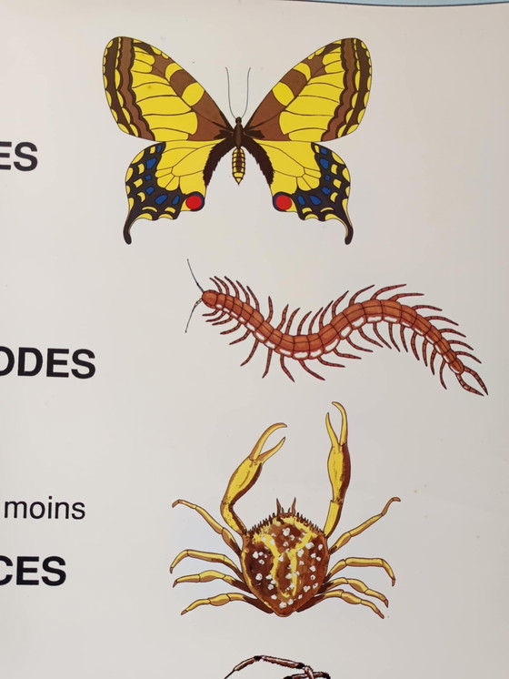 Image 1 of Vintage poster for schools Invertebrates