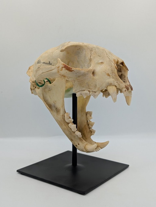Antique Puma skull | taxidermy