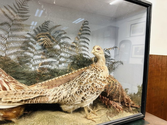 Antique Stuffed Pheasants in Display Case – Decorative Objects, Glass, Wood (photo 5 of 11)