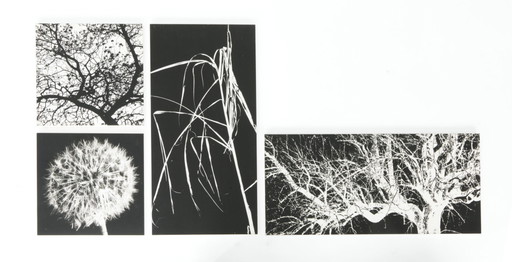 4x Monochrome Prints on Wood Panels
