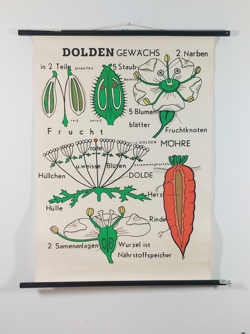 Vintage Rollkarte Lehrmittel Biologie Doldengewächs Wandkarte Botanik 