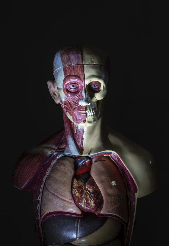 Anatomisch Torso Model, Half Spier Half Huid, Toegeschreven aan Deutsches Hygiene-Museum Dresden, (photo 5 of 8)