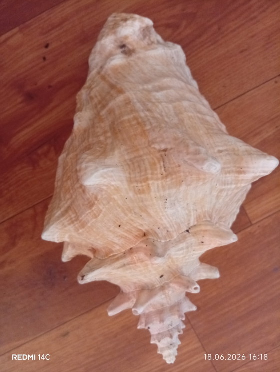 Image 1 of schelp