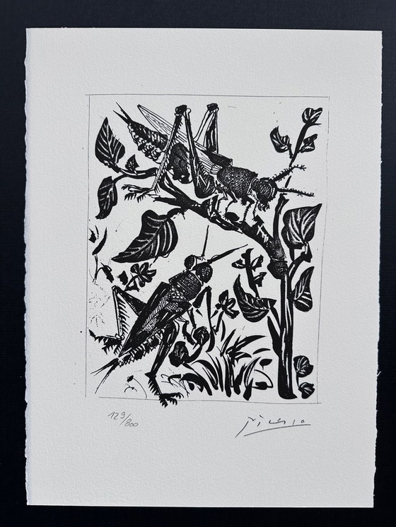 Image 1 of Pablo Picasso (1881–1973) Schöne Lithographie der Heuschrecken