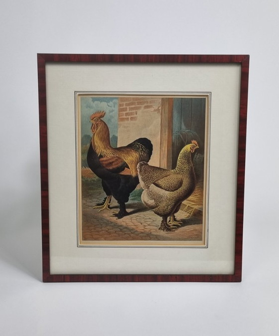 3 (Cromo) Litografie di Razze Avicole - Circa 1870 - Incorniciate – Arte, Vetro, Carta (photo 3 of 7)