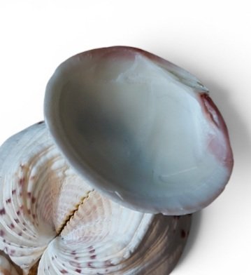 Image 1 of Muschelkunst 1970 Eule