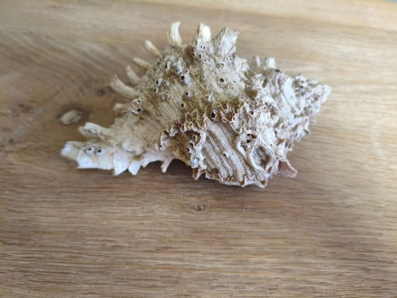 Image 1 of Coquillage de mer, naturel, 15 cm