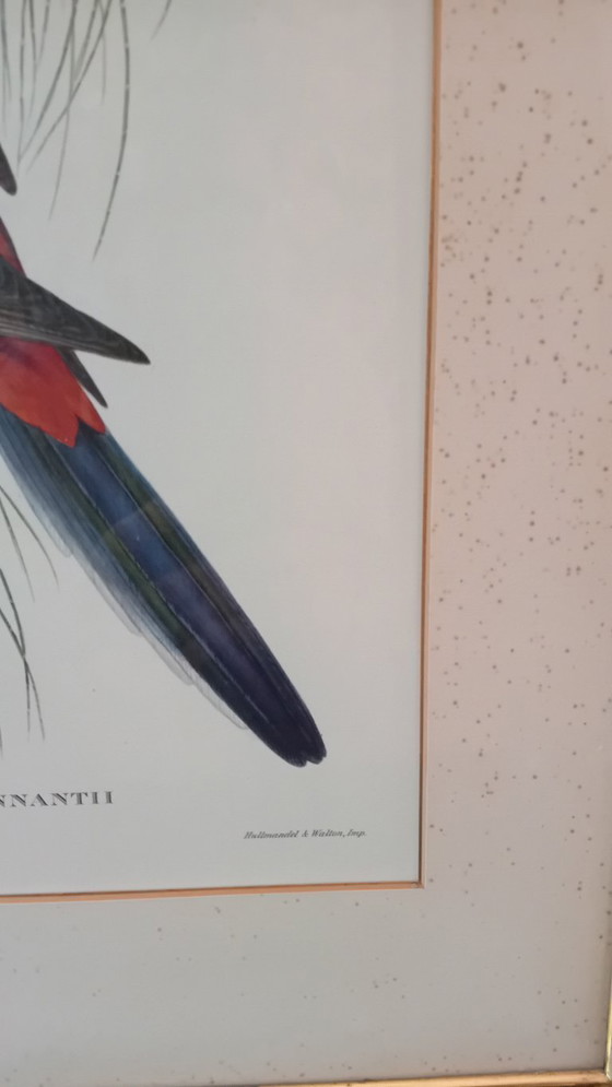 Image 1 of John Gould, Platycercus Pennanth