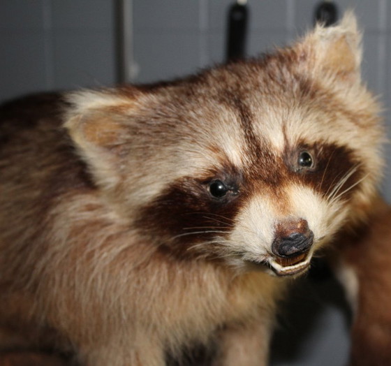 Image 1 of Raccoon taxidermy from an estate, mounted on a large, heavy root, open snout with real teeth