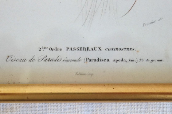 Image 1 of 5 incisioni antiche di uccelli incorniciate