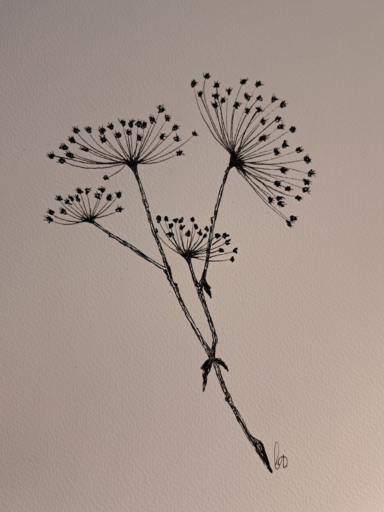 Image 1 of Illustration Hogweed | Dark brown chest