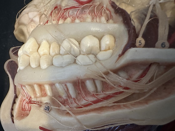 Image 1 of Antique display cabinet - wax model head (facies externa)
