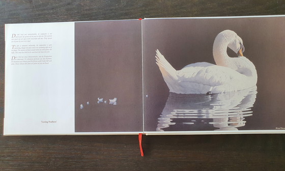 Image 1 of Impression giclée à l'aquarelle « Losing Feathers » de Renso Tamse