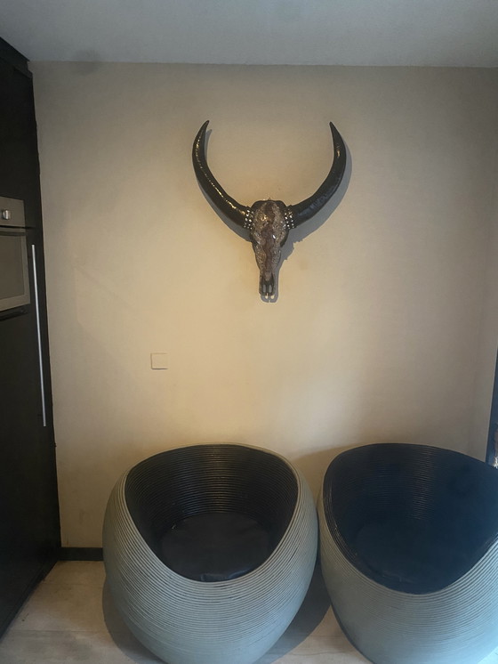 Image 1 of Magnifique crâne de buffle d'eau