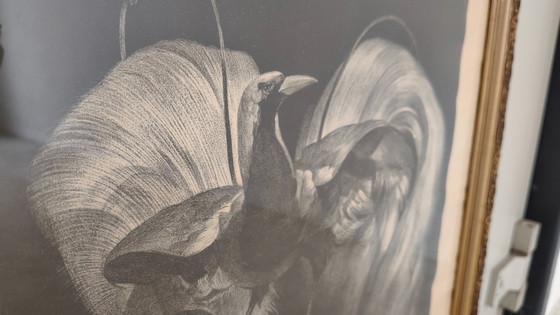 Image 1 of Adriaan Johannes van 't Hoff - Oiseau de paradis sur une branche - Lithographie