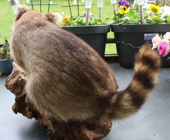 Image 1 of Raccoon taxidermy from an estate, mounted on a large, heavy root, open snout with real teeth