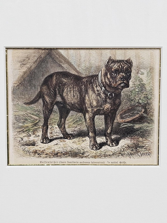 Friedrich Carl Georg Specht, Hund, 1870, Original Holzschnitt, Gerahmt – Lithographien & Drucke (photo 3 of 9)