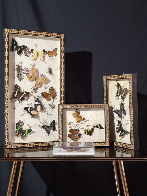 Butterfly collection set