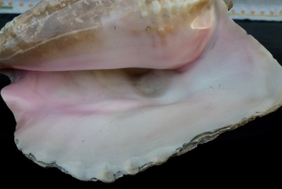 Image 1 of Aliger Gigas grande - Conca regina, appartenente alla famiglia Strombidae.