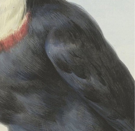 Image 1 of Tukan-Gemälde