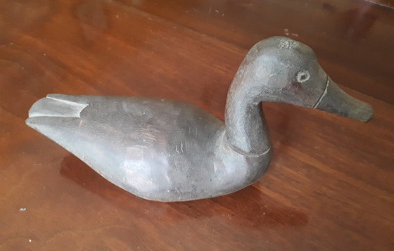 Image 1 of Amerikanische Lockenten