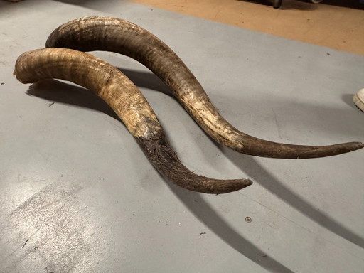 2 grandes cornes de buffle authentiques, de 90 et 100 cm de long