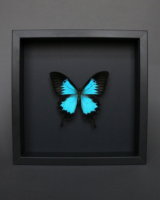 Papilio Ulisse conservato sotto una cornice di legno nera – decoratieve objecten, Plexiglass (photo 2 of 5)