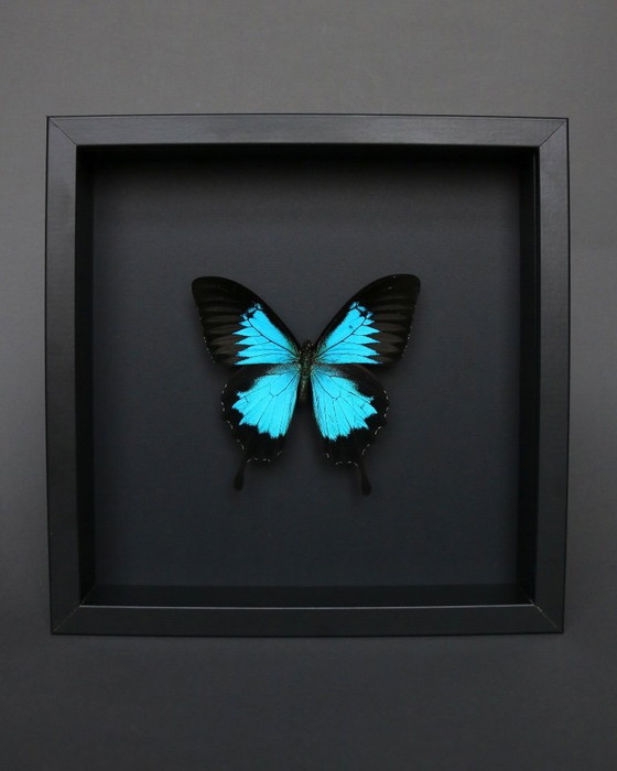Papilio Ulysses preserved under a black wooden frame – Decorative Objects, Plexiglass (photo 2 of 5)