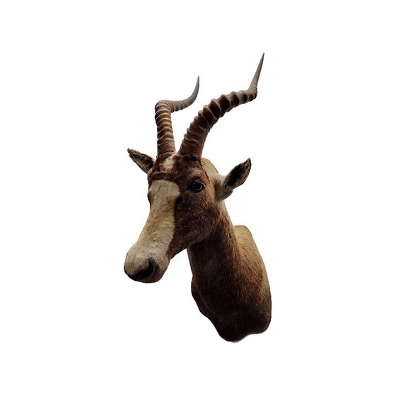 Image 1 of Mounted African blesbok antelope, 1980s/90s