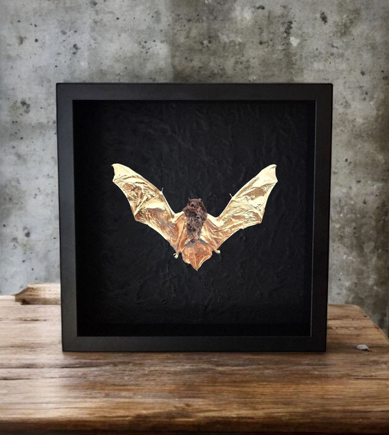 Image 1 of Genuine Bat 23kt Gold Gilded in Frame Taxidermy Artwork