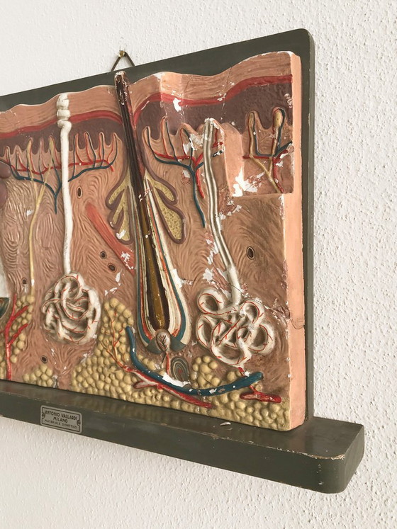 Anatomical Panel, Italy, 1950s – Wall decoration (photo 2 of 6)