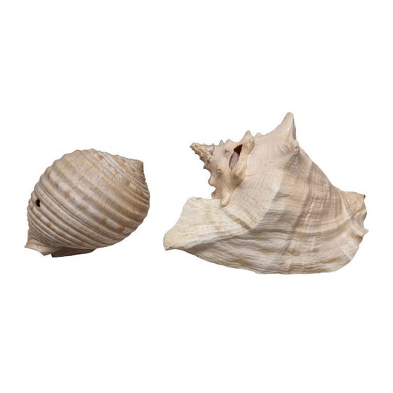 Image 1 of 2 large vintage shells